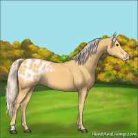 Horse Color:Palomino Appaloosa 