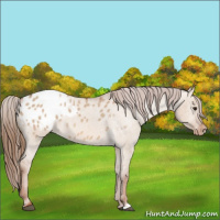 Horse Color:Red Dun Appaloosa 