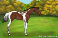 Horse Color:Gray Bay Tobiano 