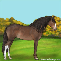 Horse Color:Liver Chestnut 