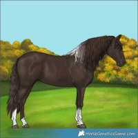 Horse Color:Liver Chestnut Tobiano 