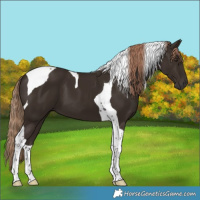 Horse Color:Liver Chestnut Tobiano 