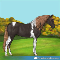Horse Color:Liver Chestnut Tobiano 