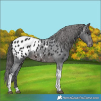 Horse Color:Brown Tobiano Appaloosa 