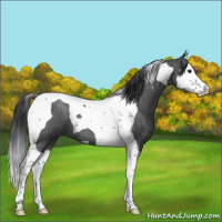 Horse Color:Blue Roan Splash Tobiano 