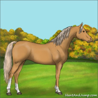 Horse Color:Palomino Tobiano 