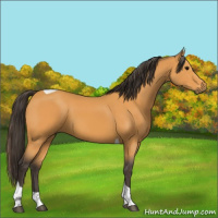 Horse Color:Buckskin Tobiano 