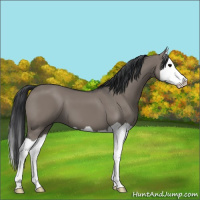 Horse Color:Grullo Splash 