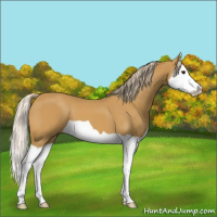 Horse Color:Palomino Splash 