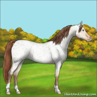 Horse Color:Amber Champagne Roan Dun Appaloosa 