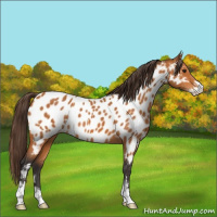 Horse Color:Buckskin Sabino Near Leopard 