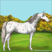 Horse Color:Silver Bay Roan Sabino Appaloosa 