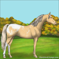 Horse Color:Palomino Roan Appaloosa 