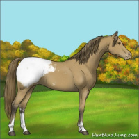 Horse Color:Buckskin Sabino Appaloosa 