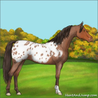 Horse Color:Bay Roan Appaloosa