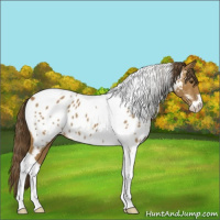 Horse Color:Buckskin Sabino Tobiano Near Leopard 