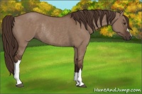 Horse Color:Liver Red Dun Rabicano 