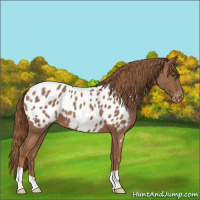 Horse Color:Red Roan Appaloosa 