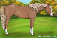 Horse Color:Red Roan Splash 