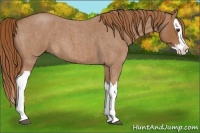 Horse Color:Red Roan Splash 