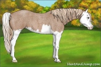 Horse Color:Red Roan Splash 