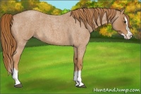 Horse Color:Red Roan Splash 