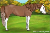 Horse Color:Red Roan Splash 