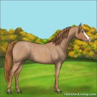 Horse Color:Red Roan Splash 