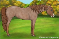 Horse Color:Red Roan Splash 