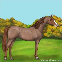Horse Color:Red Roan Splash 
