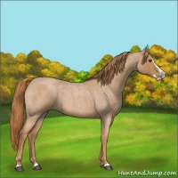 Horse Color:Red Roan Splash