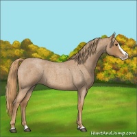 Horse Color:Red Roan Splash 