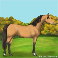 Horse Color:Buckskin 