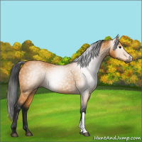 Horse Color:Gray Buckskin