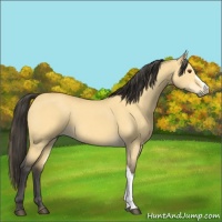 Horse Color:Buckskin Dun