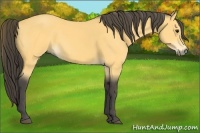 Horse Color:Buckskin 