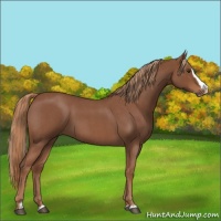 Horse Color:Red Roan Splash 