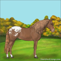 Horse Color:Chestnut Appaloosa