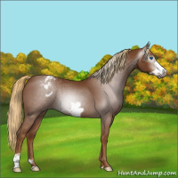 Horse Color:Gray Chestnut Frame Appaloosa 