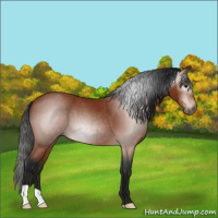 Horse Color:Gray Bay Varnish 