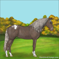 Horse Color:Silver Black Appaloosa 