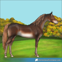 Horse Color:White Spotted Liver Chestnut 