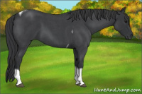 Horse Color:Blue Roan Tobiano