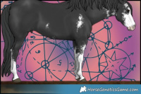 Horse Color:Black Sabino