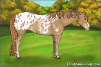 Horse Color:Chestnut Appaloosa 