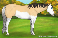 Horse Color:Buckskin Dun Splash 