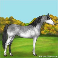 Horse Color:White Spotted Blue Roan 