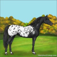 Horse Color:Black Appaloosa 
