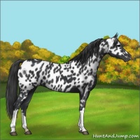 Horse Color:Black Appaloosa 