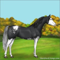 Horse Color:Black Splash Appaloosa 